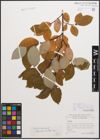 Foto von Salix caprea L. x Salix hastata L.